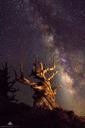 The Ancient Bristlecone Pine, among the oldest trees in the world